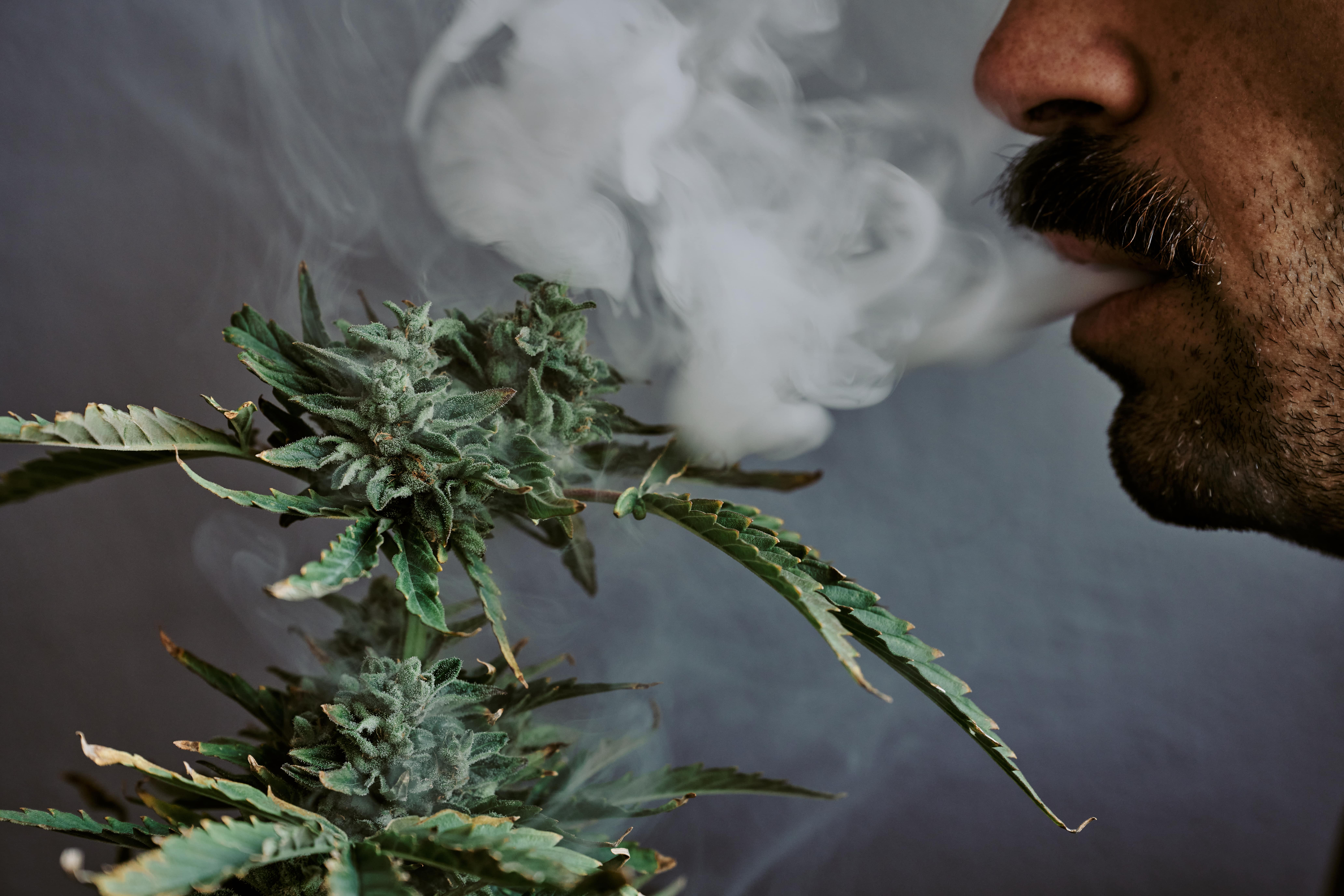 THC in Your System