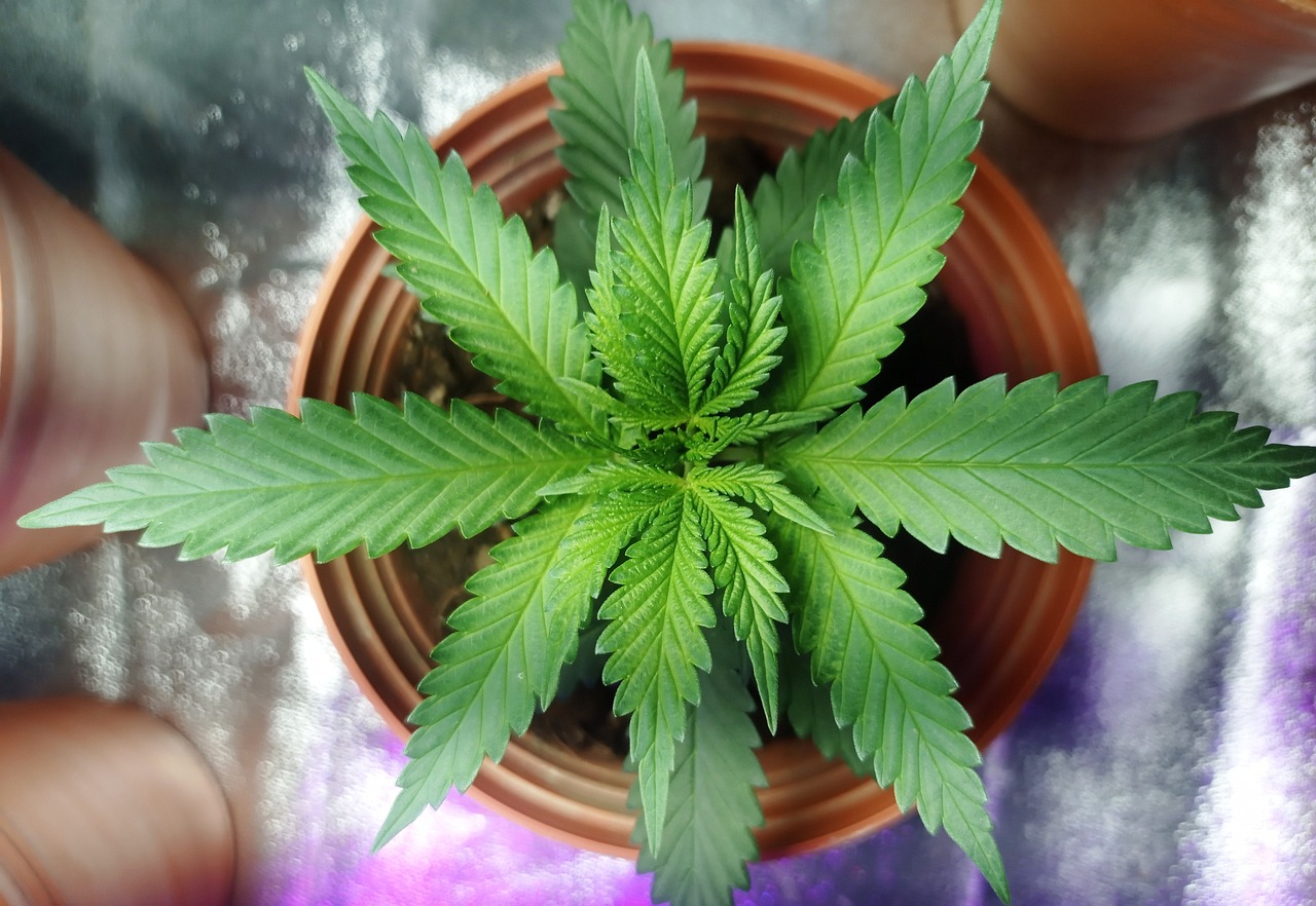 thc